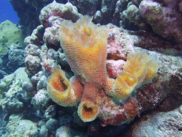 Yellow Vase Sponge IMG 7348